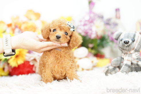 成約済の埼玉県のトイプードル-260348の2枚目