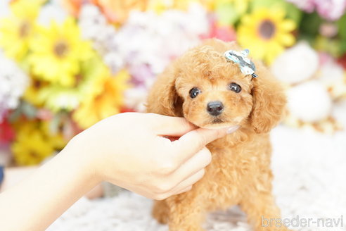 成約済の埼玉県のトイプードル-260348の1枚目