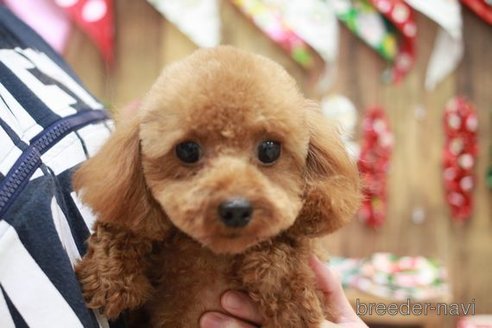 成約済の滋賀県のトイプードル-260357の5枚目