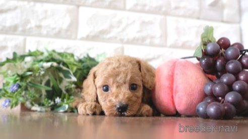 成約済の滋賀県のトイプードル-260361の1枚目