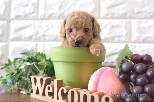 成約済の滋賀県のトイプードル-260361の4枚目