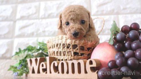 成約済の滋賀県のトイプードル-260363の1枚目