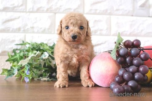 成約済の滋賀県のトイプードル-260363の4枚目