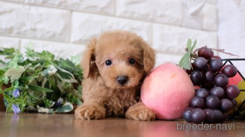 成約済の滋賀県のトイプードル-257019