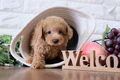 成約済の滋賀県のトイプードル-257019の6枚目