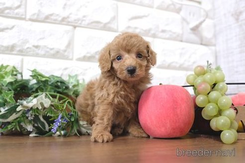 成約済の滋賀県のトイプードル-257019の3枚目