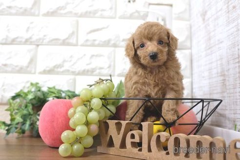 成約済の滋賀県のトイプードル-257019の2枚目