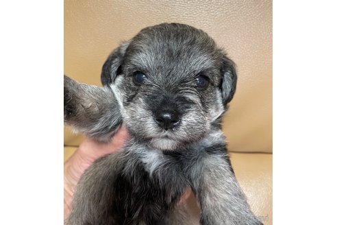 成約済の北海道のミックス犬-260399の1枚目
