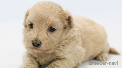 成約済の神奈川県のミックス犬-258037