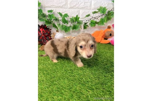 成約済の愛知県のミニチュアダックスフンド(ロングヘアード)-260417の5枚目