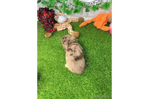 成約済の愛知県のミニチュアダックスフンド(ロングヘアード)-260417の2枚目