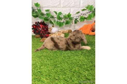 成約済の愛知県のミニチュアダックスフンド(ロングヘアード)-260417の3枚目