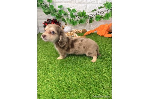 成約済の愛知県のミニチュアダックスフンド(ロングヘアード)-260417の4枚目