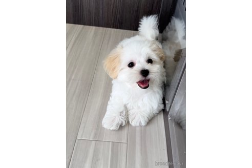 成約済の福岡県のマルチーズ-253669の9枚目