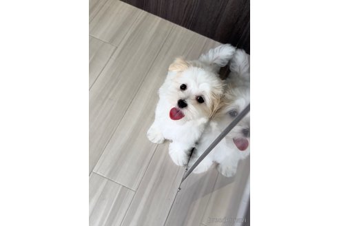 成約済の福岡県のマルチーズ-253669の8枚目