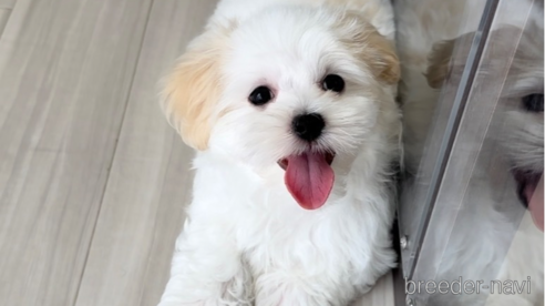 成約済の福岡県のマルチーズ-253669の6枚目