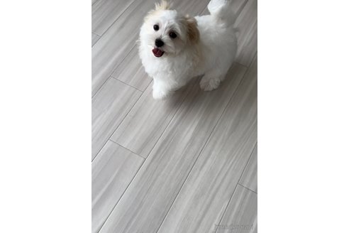 成約済の福岡県のマルチーズ-253672の6枚目