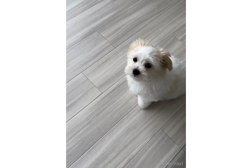 成約済の福岡県のマルチーズ-253672の7枚目