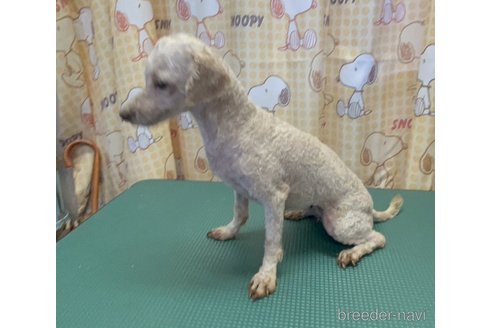 成約済の群馬県のタイニープードル-260432の3枚目