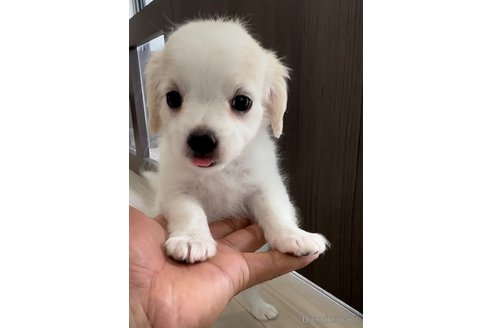 成約済の福岡県のチワマル:チワワ×マルチーズ-255690の2枚目