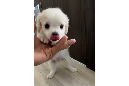 成約済の福岡県のチワマル:チワワ×マルチーズ-255690の3枚目