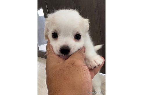 成約済の福岡県のチワマル:チワワ×マルチーズ-255690の4枚目