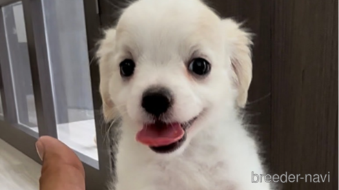 成約済の福岡県のチワマル:チワワ×マルチーズ-255690の1枚目