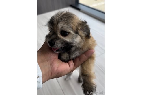 成約済の福岡県のチワマル:チワワ×マルチーズ-255692の2枚目