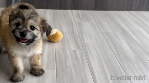 成約済の福岡県のチワマル:チワワ×マルチーズ-255692の1枚目