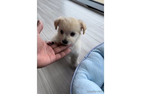 成約済の福岡県のチワマル:チワワ×マルチーズ-255691の5枚目