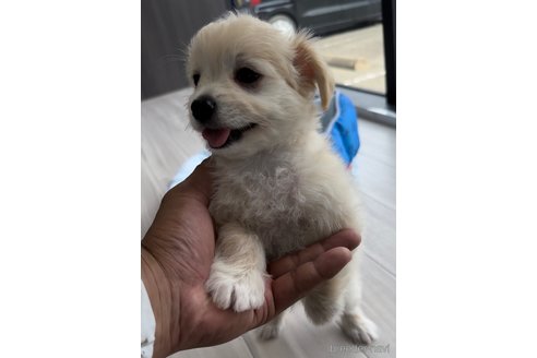 成約済の福岡県のチワマル:チワワ×マルチーズ-255691の2枚目