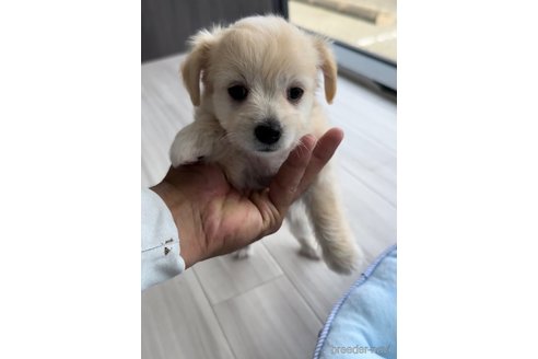 成約済の福岡県のチワマル:チワワ×マルチーズ-255691の3枚目