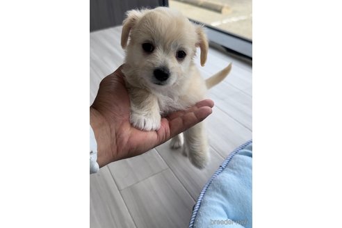 成約済の福岡県のチワマル:チワワ×マルチーズ-255691の4枚目