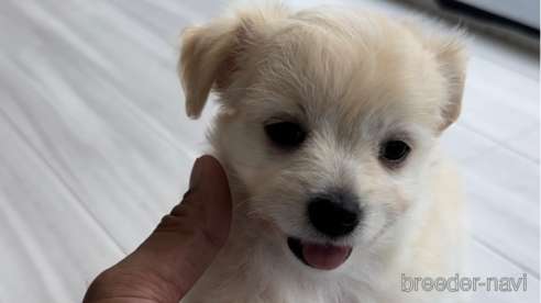 成約済の福岡県のチワマル:チワワ×マルチーズ-255691の1枚目