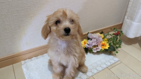 成約済の広島県のチワプー:チワワ×トイプードル-246604の8枚目