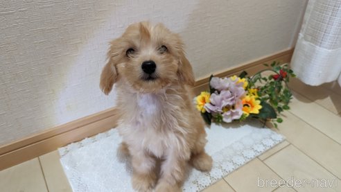 成約済の広島県のチワプー:チワワ×トイプードル-246604の9枚目