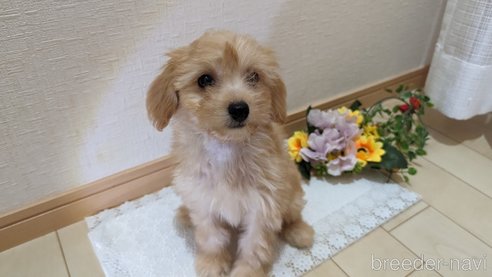 成約済の広島県のチワプー:チワワ×トイプードル-246604の7枚目