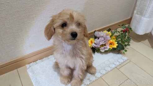 成約済の広島県のチワプー:チワワ×トイプードル-246604の6枚目