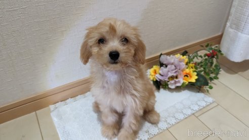 成約済の広島県のチワプー:チワワ×トイプードル-246604の5枚目