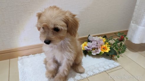 成約済の広島県のチワプー:チワワ×トイプードル-246604の4枚目