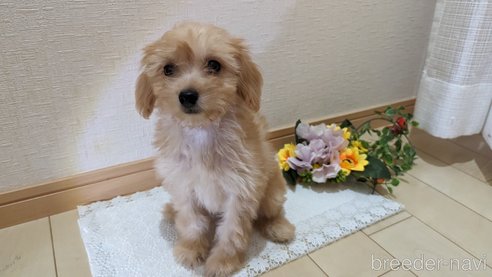 成約済の広島県のチワプー:チワワ×トイプードル-246604の3枚目