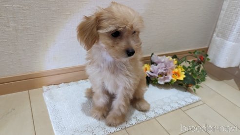 成約済の広島県のチワプー:チワワ×トイプードル-246604の2枚目