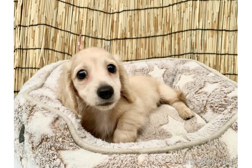 成約済の大分県のカニンヘンダックスフンド(ロングヘアード)-254720の24枚目