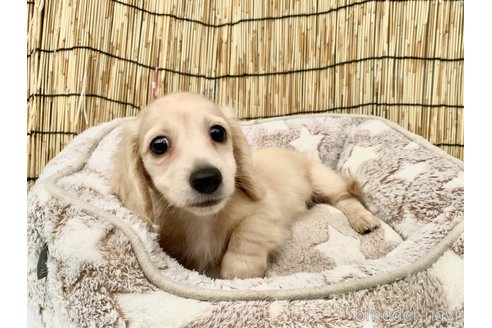 成約済の大分県のカニンヘンダックスフンド(ロングヘアード)-254720の27枚目