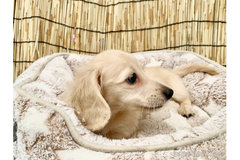 成約済の大分県のカニンヘンダックスフンド(ロングヘアード)-254720の23枚目
