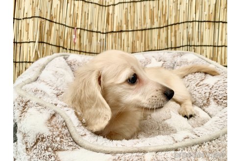 成約済の大分県のカニンヘンダックスフンド(ロングヘアード)-254720の28枚目