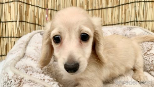 成約済の大分県のカニンヘンダックスフンド(ロングヘアード)-254720の21枚目