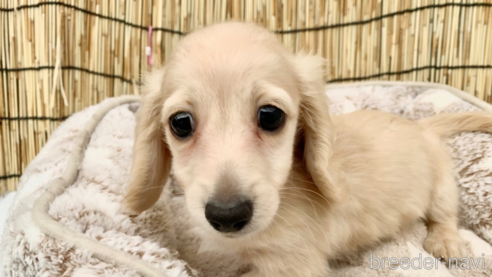 成約済の大分県のカニンヘンダックスフンド(ロングヘアード)-254720の25枚目