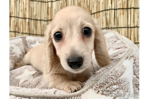 成約済の大分県のカニンヘンダックスフンド(ロングヘアード)-254717