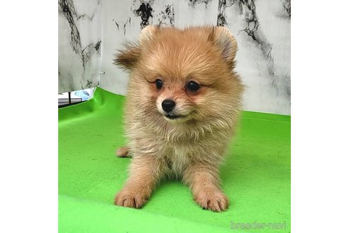 成約済の茨城県のポメラニアン-255183の14枚目